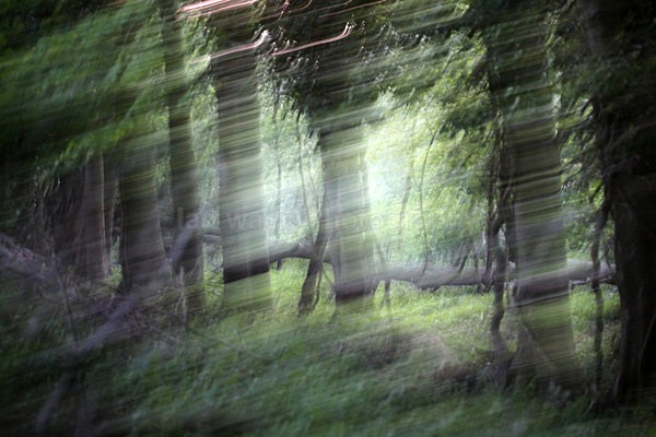  - Woodland scenes & flowers