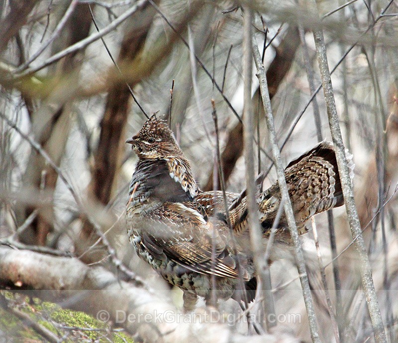 The Gallant Grouse - Birds of Atlantic Canada