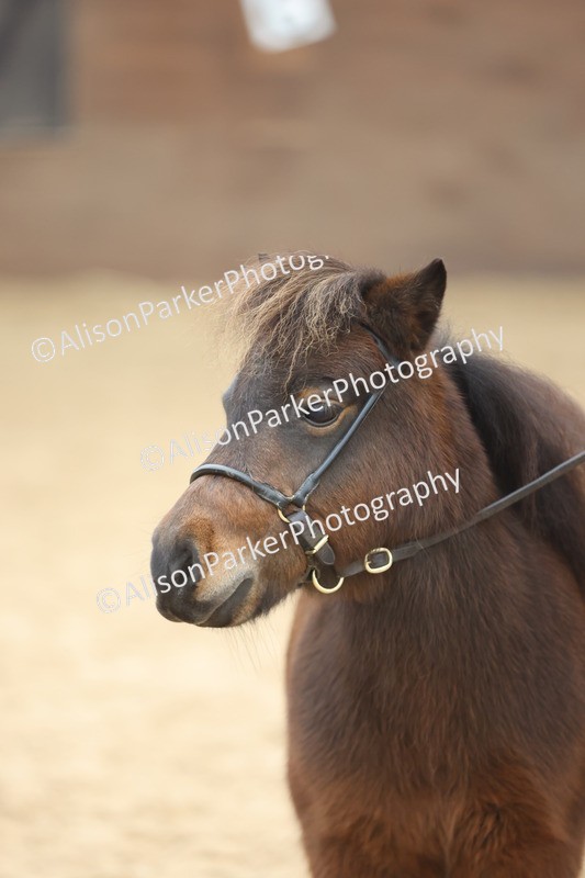 20251109-0355 - Class 13 - Mares 4 Years and Over