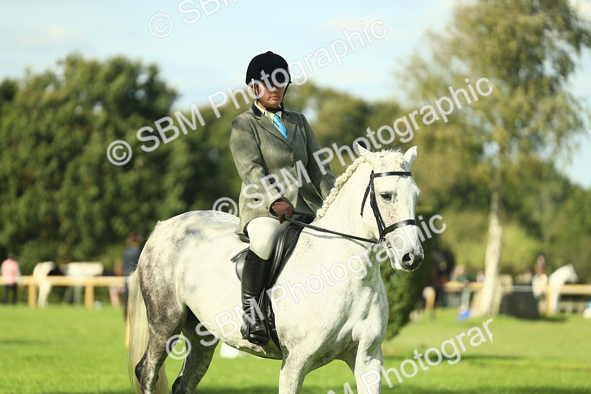 SBM_48067 - S32 - Novice & Newcomers Working Hunter