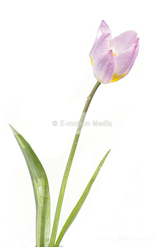 060420 -185834a - Nature