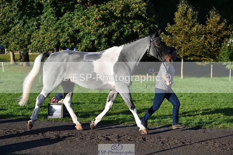 231022-092206-21734 - 622-CRAFTY.WIZARD-Heather.Urquhart-TrotUp+SJ