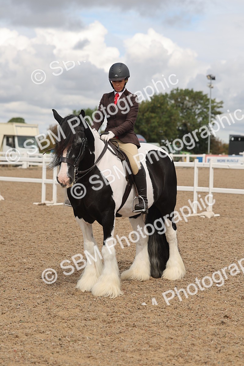 SBM_04441 - Class 18 - Handsomest Gelding (IH or Ridden)