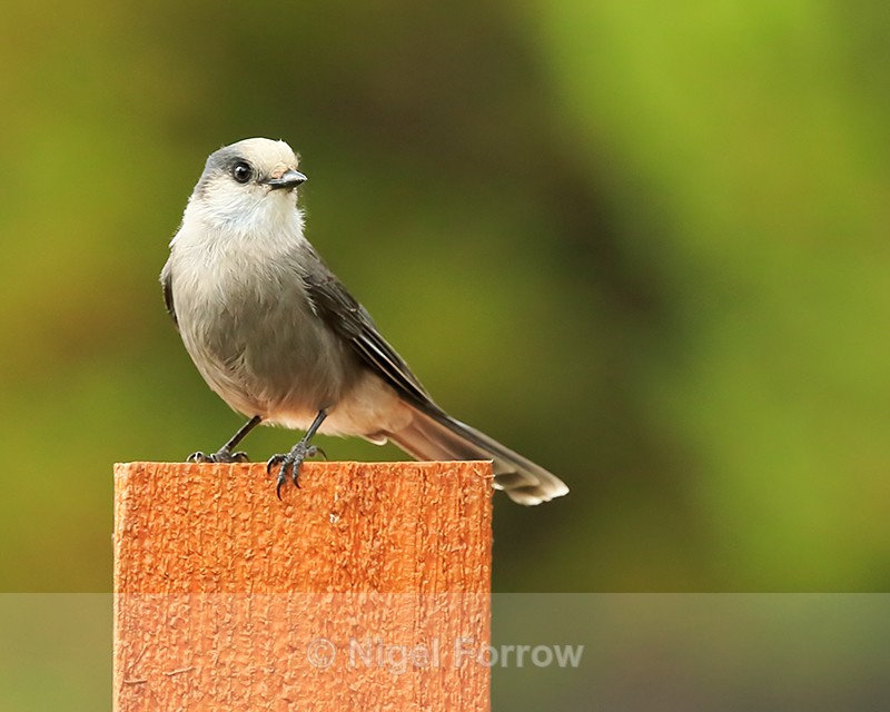 Grey Jay perched on a post, Maligne Lake, Canada - Grey Jay