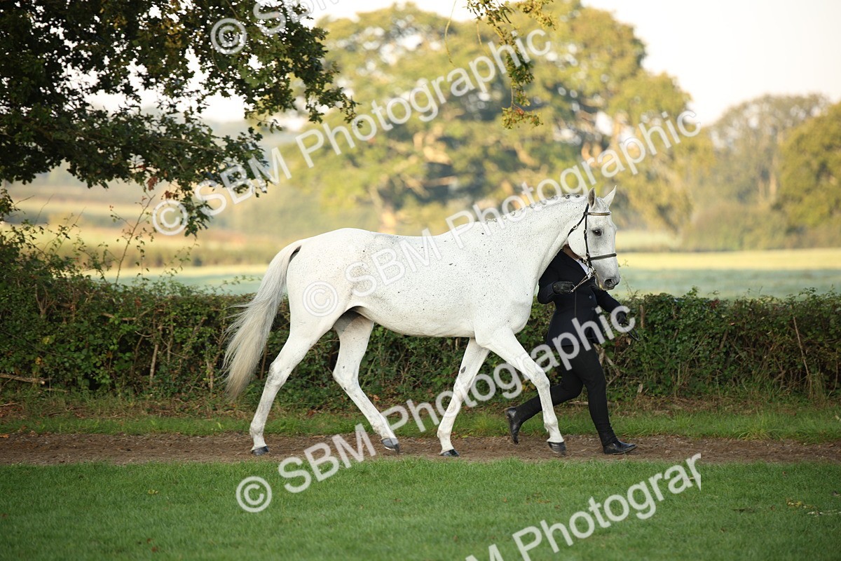 SBM_56845 - S49 - Riding Horse & Hack & Thoroughbred In Hand
