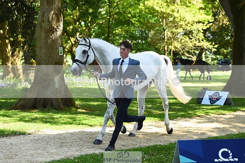 230524-152254-00234 - 313-LOUISBOURG_C-Jack_Whiteford-WEDTrotUp+DR