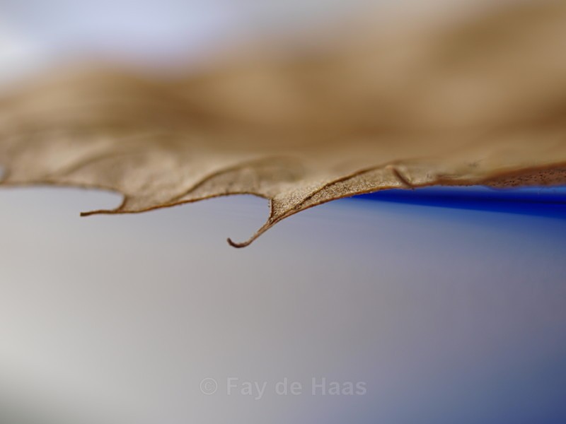  - Autumn Leaves