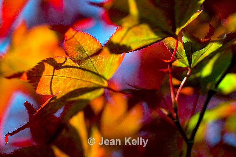 Tree (Japanese Maple) - 6619 - Trees