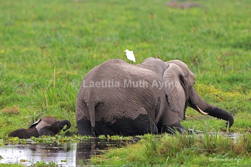 _84Y1259 Amboseli - Elephants
