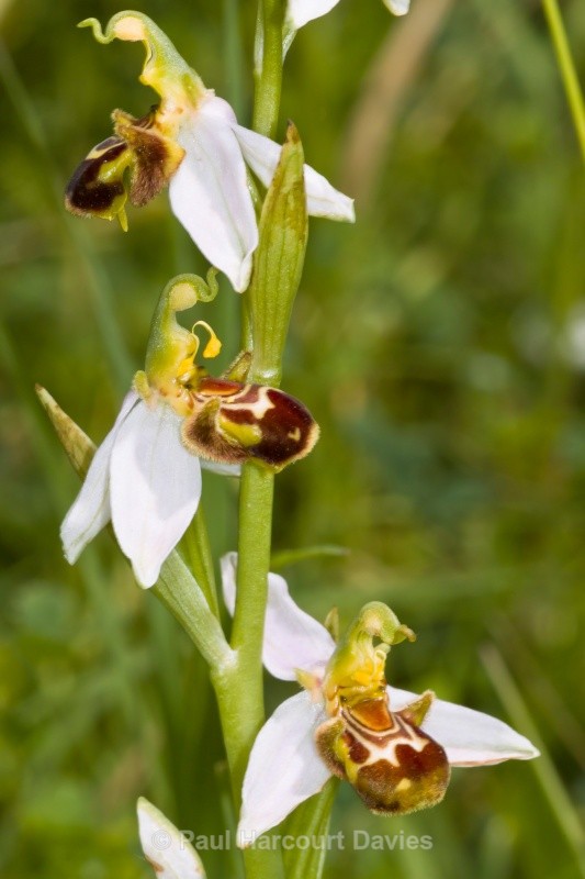 Bee Orchid (Ophrys apifera) showing opportunistic spider ready to trap insect visitors - Orchids - Ophrys