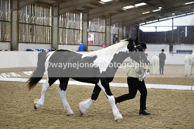 WJ5_4850 - Class 7 In hand coloured / odd coloured