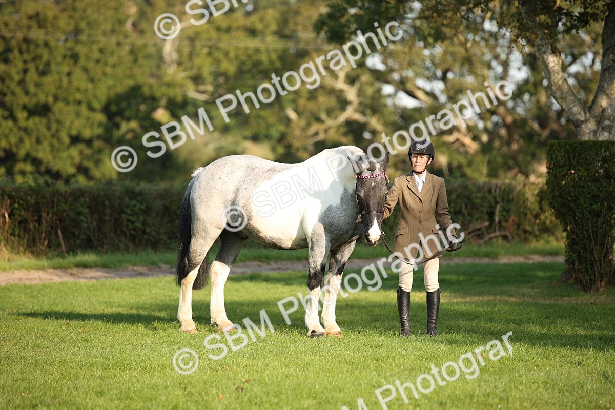 SBM_58663 - S51 - Piebald & Skewbald Horse In Hand