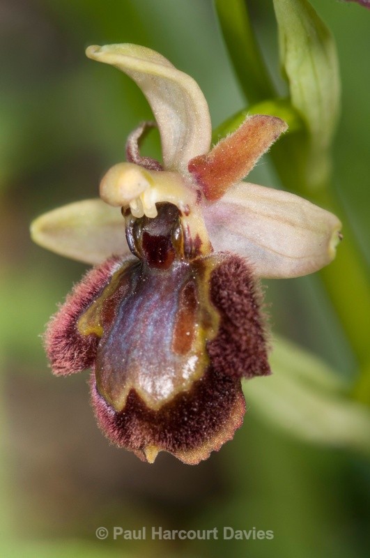 Hybrid early spider and mirror orchids (Ophrys sphegodes x O. speculum = O. x macchiatii) - Orchids - Ophrys