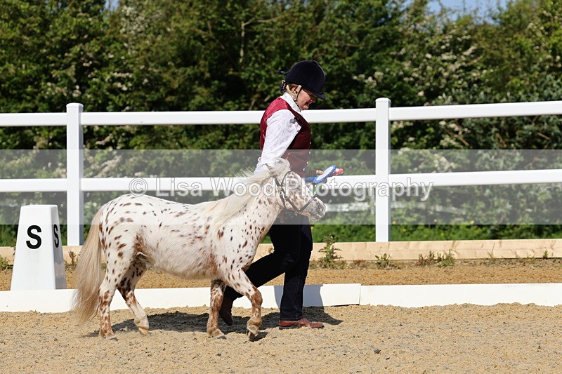 1X9A0715 - Class 3: Youngstock 1, 2, 3 year old not to exceed 153cm