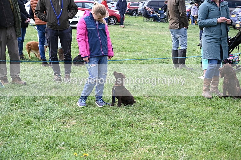 WJ6_8761 - Class 8 Best Working / Gun Dog or Bitch