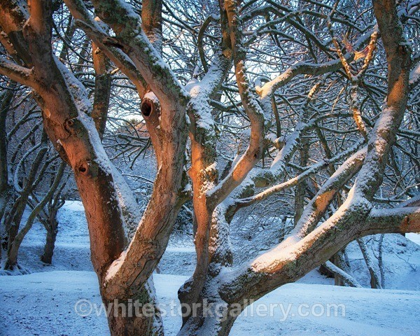Links, Nairn - January - Nairn, Scottish Highlands - Zero Miles