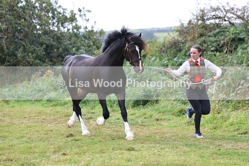 3E7A5701 - In Hand Championship