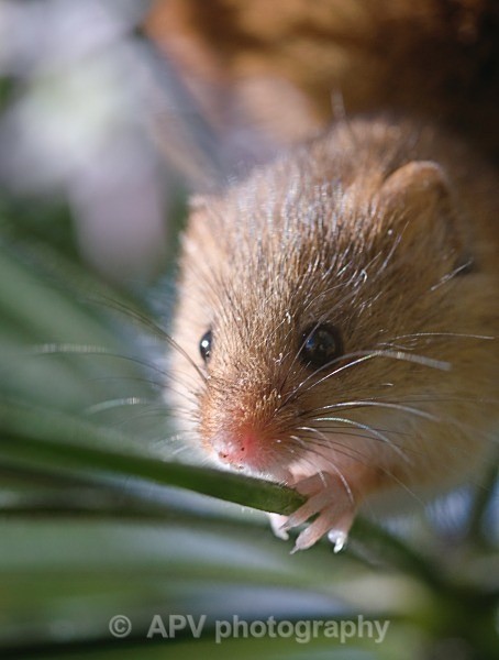 _DSC8319 - Bob's Harvest Mice.