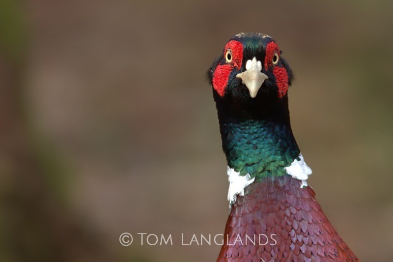 Pheasant - All Other Birds