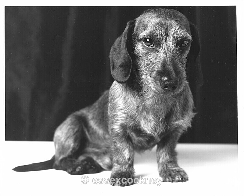  - X-ray film /prints