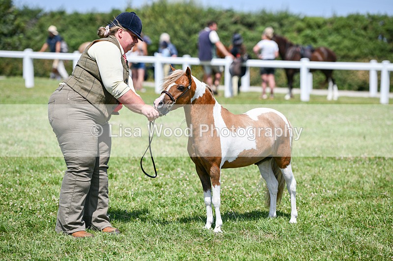 DSC_7284 - Miniature Horse Championship