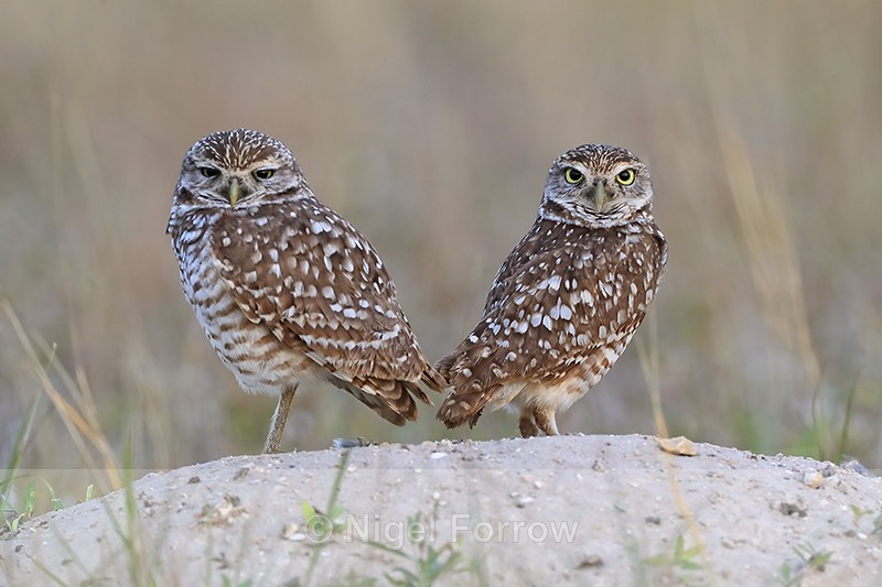 Pair of Burrowing Owls on sandy mound, Cape Coral, Florida - Burrowing Owl