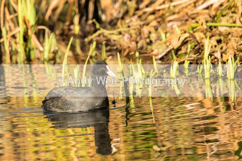 20161129-8E0A3061 - Rails & Coots
