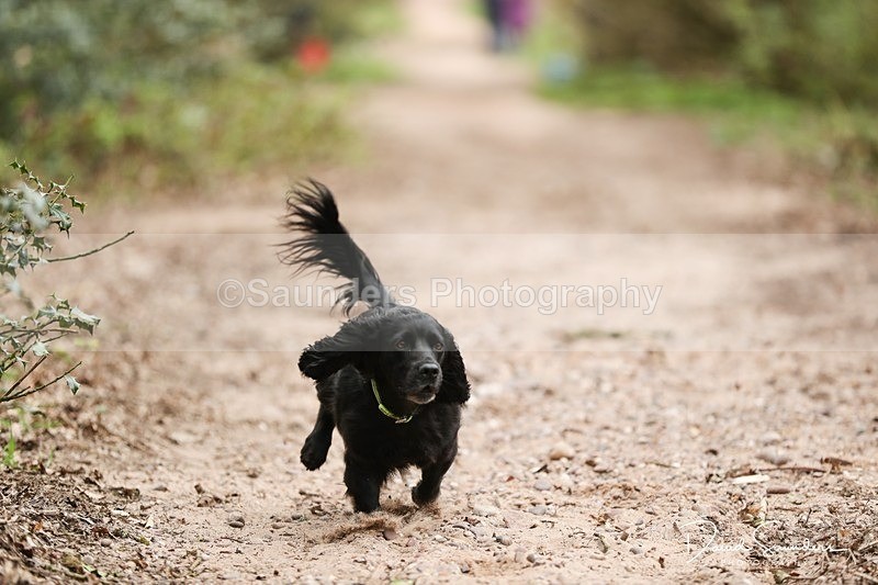 SPXX3919 - Endurance Dogs