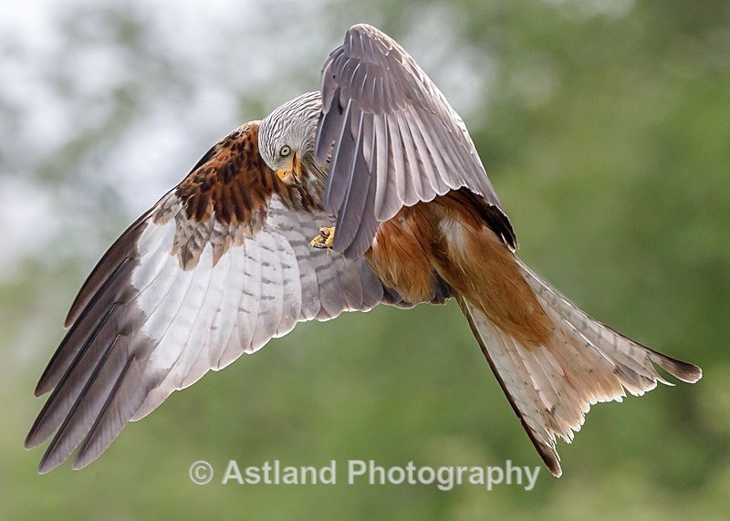 Astland Photography, Bird and Wildlife Images, Susan and Peter Wilson, U.K.