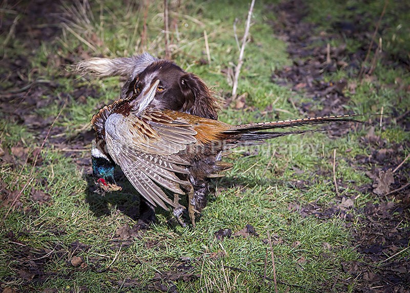 6KJS4052 - Working Dogs