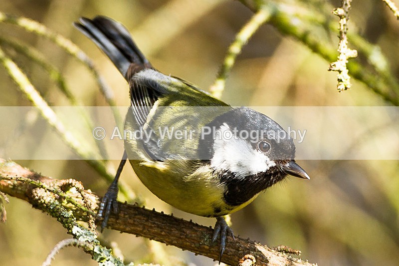 20130420-_MG_2881 - Great Tit