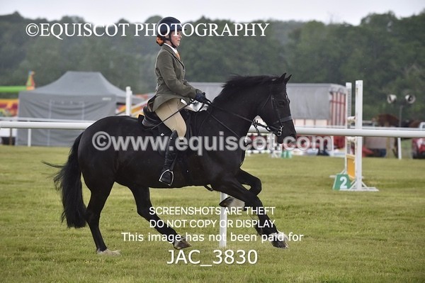 JAC_3830 - 65cm WORKING HUNTER