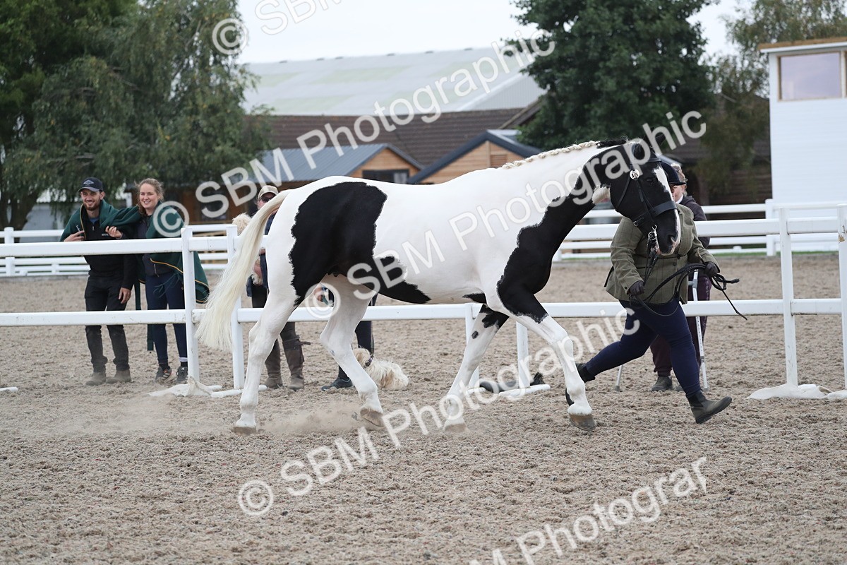 SBM_18363 - Class 318 IH Part bred Horse/Pony