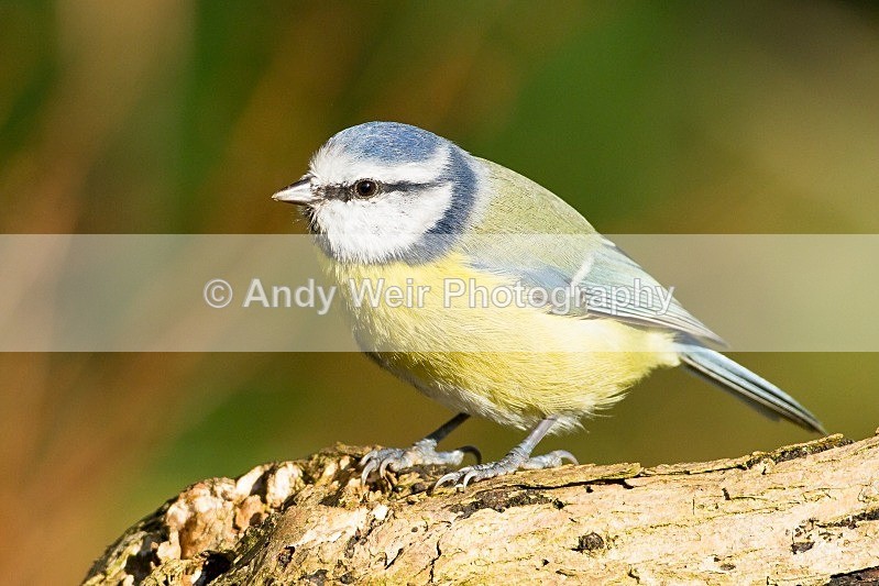 20121021-_MG_1055 - Blue Tit