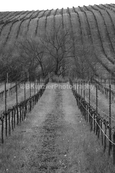  - Wine Country