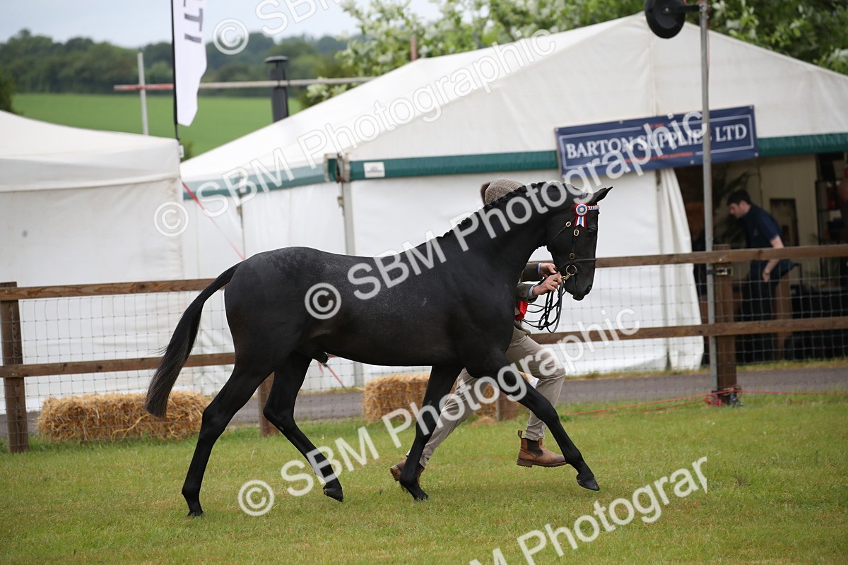 SBM_00213 - Class 17-20 - Arab & Part Bred - Anglo Arab In Hand