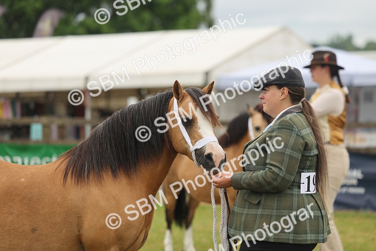 SBM_01562 - Class 50-57 - M&M Welsh Pony In Hand