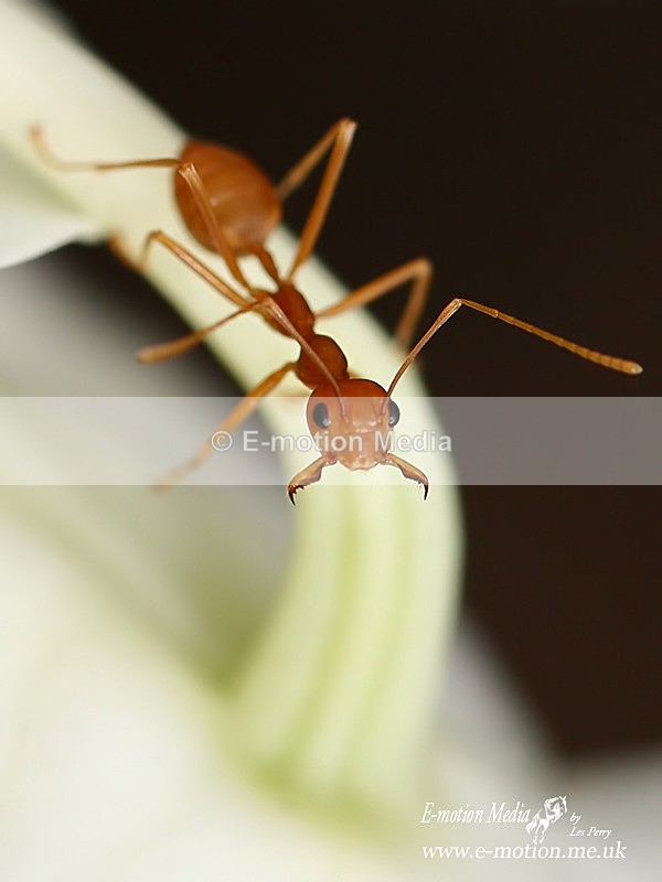 Weaver Ant 080505 057b - Nature