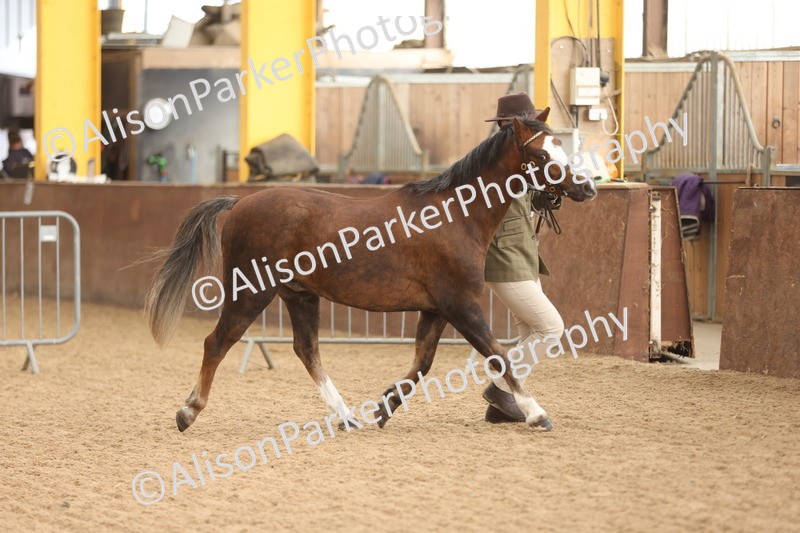 20251109-0611 - Class 22 - Geldings 4 Years and over