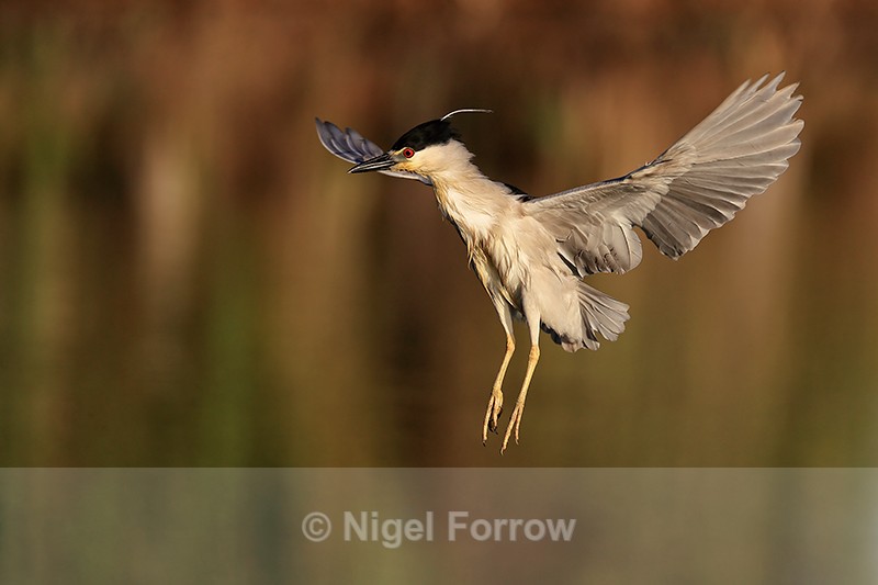 Black-crowned Night-Heron hovering early morning, Venice Rookery - Black-crowned Night-Heron