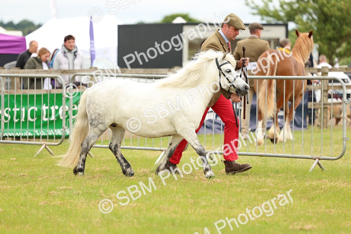SBM_04357 - Class 64-67 - Shetland Pony In Hand