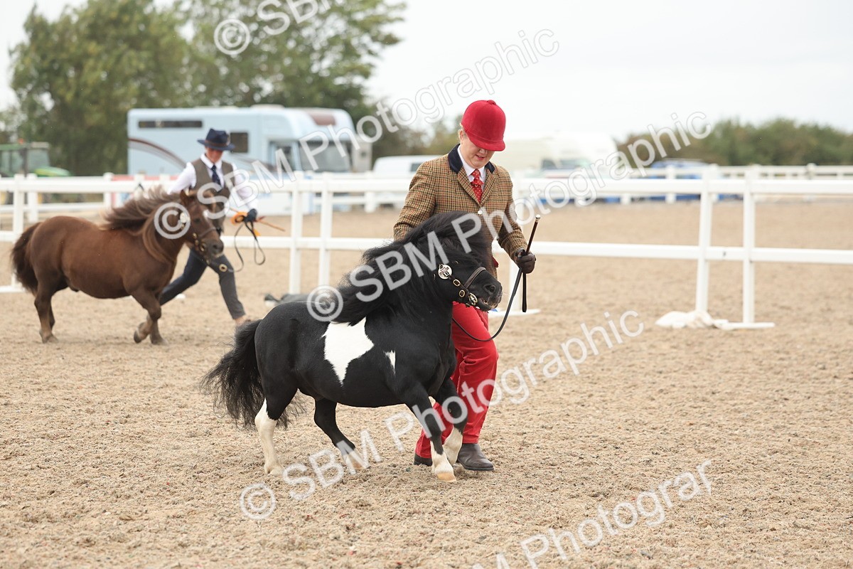 SBM_19467 - Class 317 - IH Pure Bred Horse-Pony