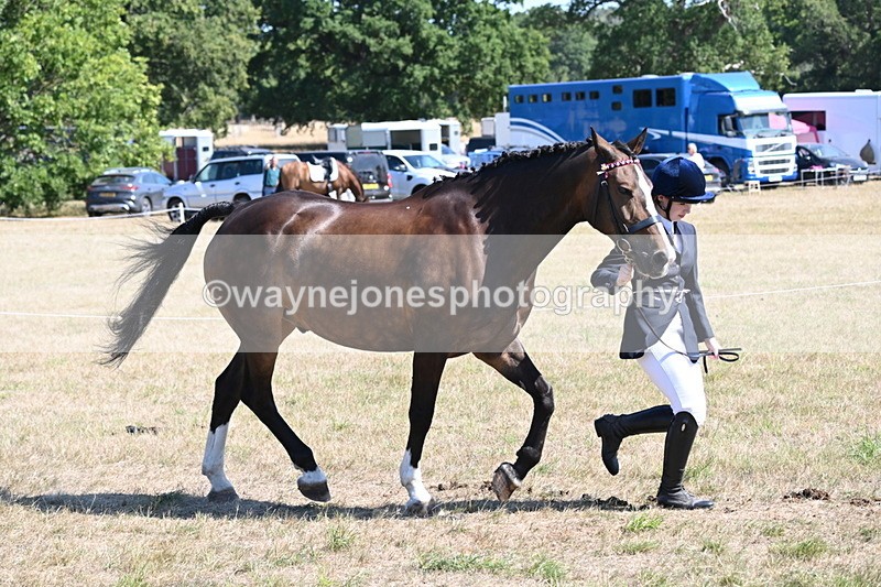 WJ6_8639 - Class 37b Best Loan Pony In-hand