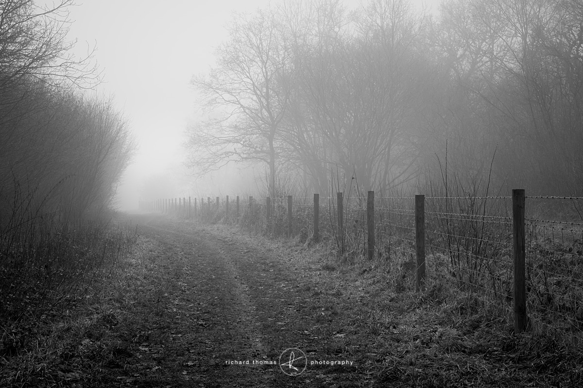 Middle lane - Mono Mist Trees