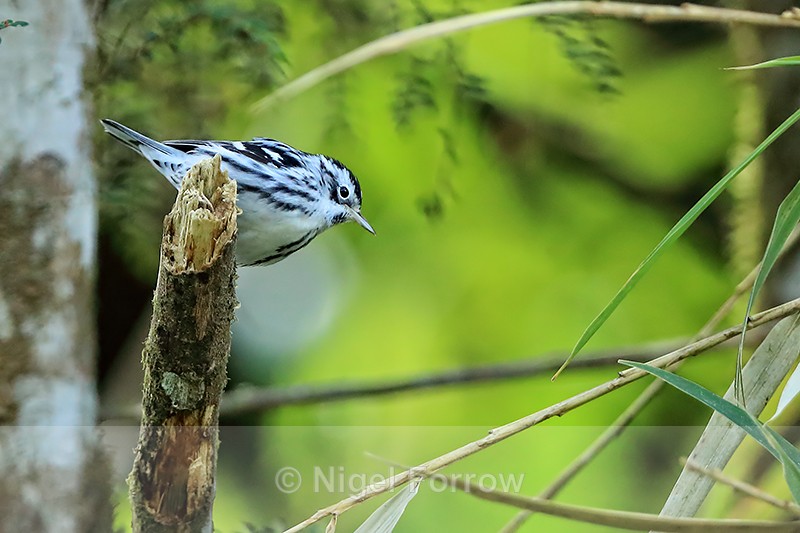 Black-and-white Warbler, Costa Rica - Black-and-white Warbler