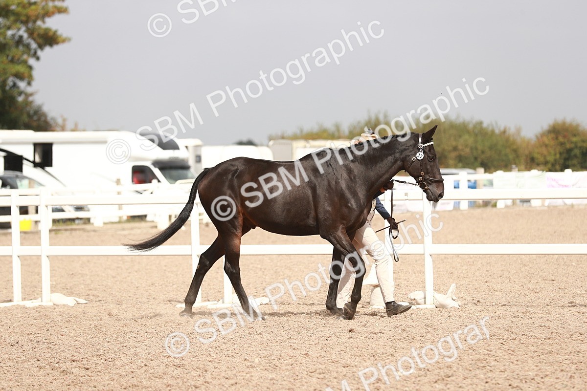 SBM_13145 - Class 208 IH Veteran Horse
