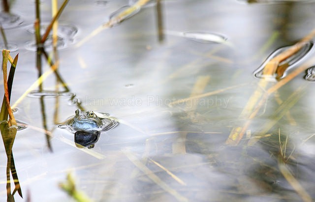 Common Frogs spawning, Bristol, BR_010 - Reptiles, amphibians & pond life, Great Britian