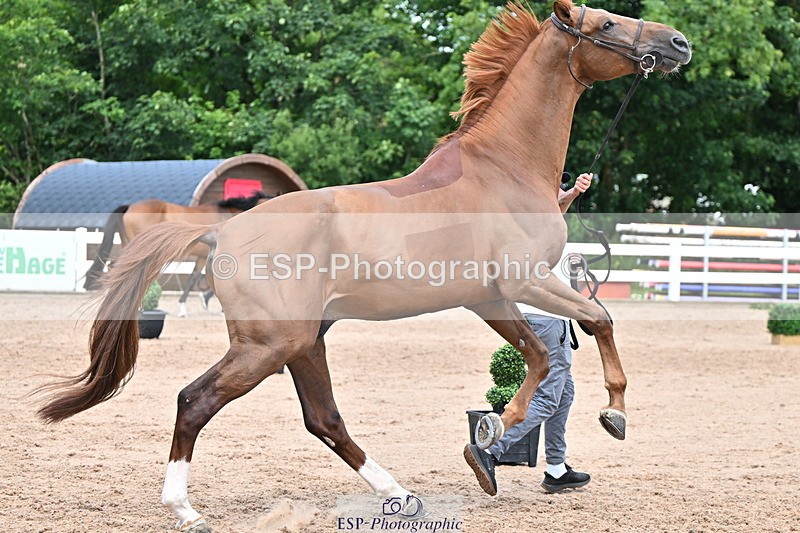 240718A-105321-01890 - Trot Up 1pm to 2pm