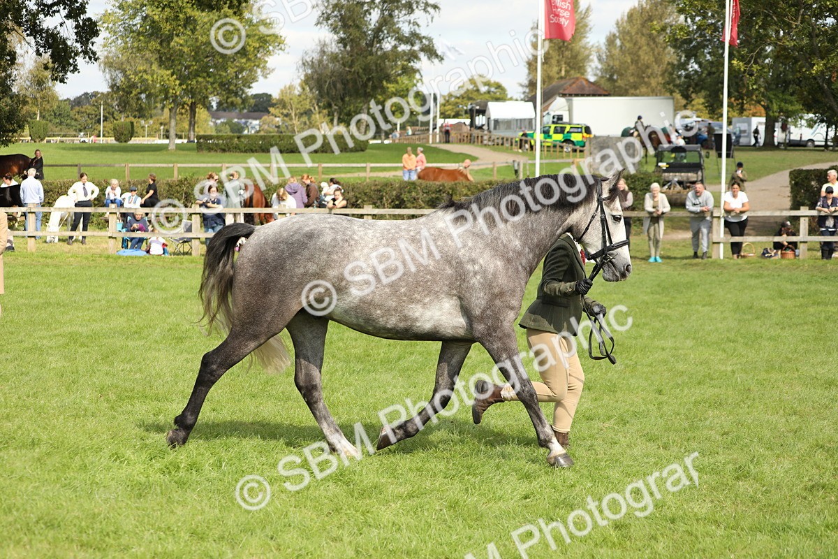SBM_65484 - S47 - Mountain & Moorland In Hand Large Breeds