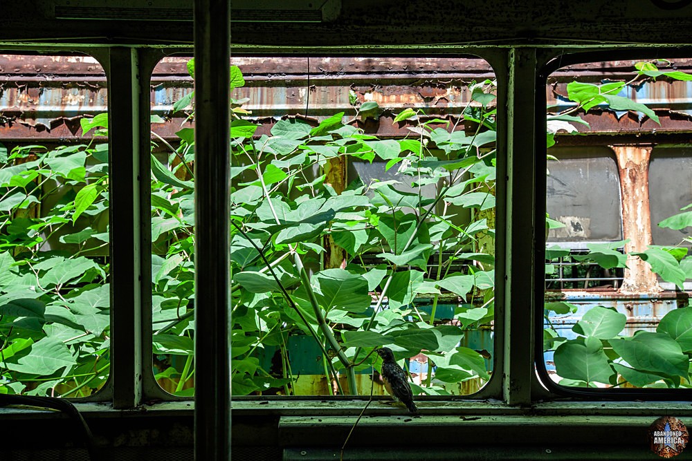 Trolley Graveyard | Contemplative Bird - The Trolley Graveyard